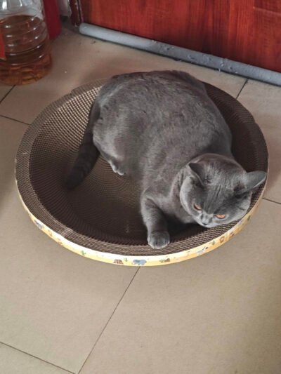 Round Corrugated Cat Scratcher (3 pieces)